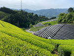 From Tokyo to Banff : Our Matcha Green Tea Powder